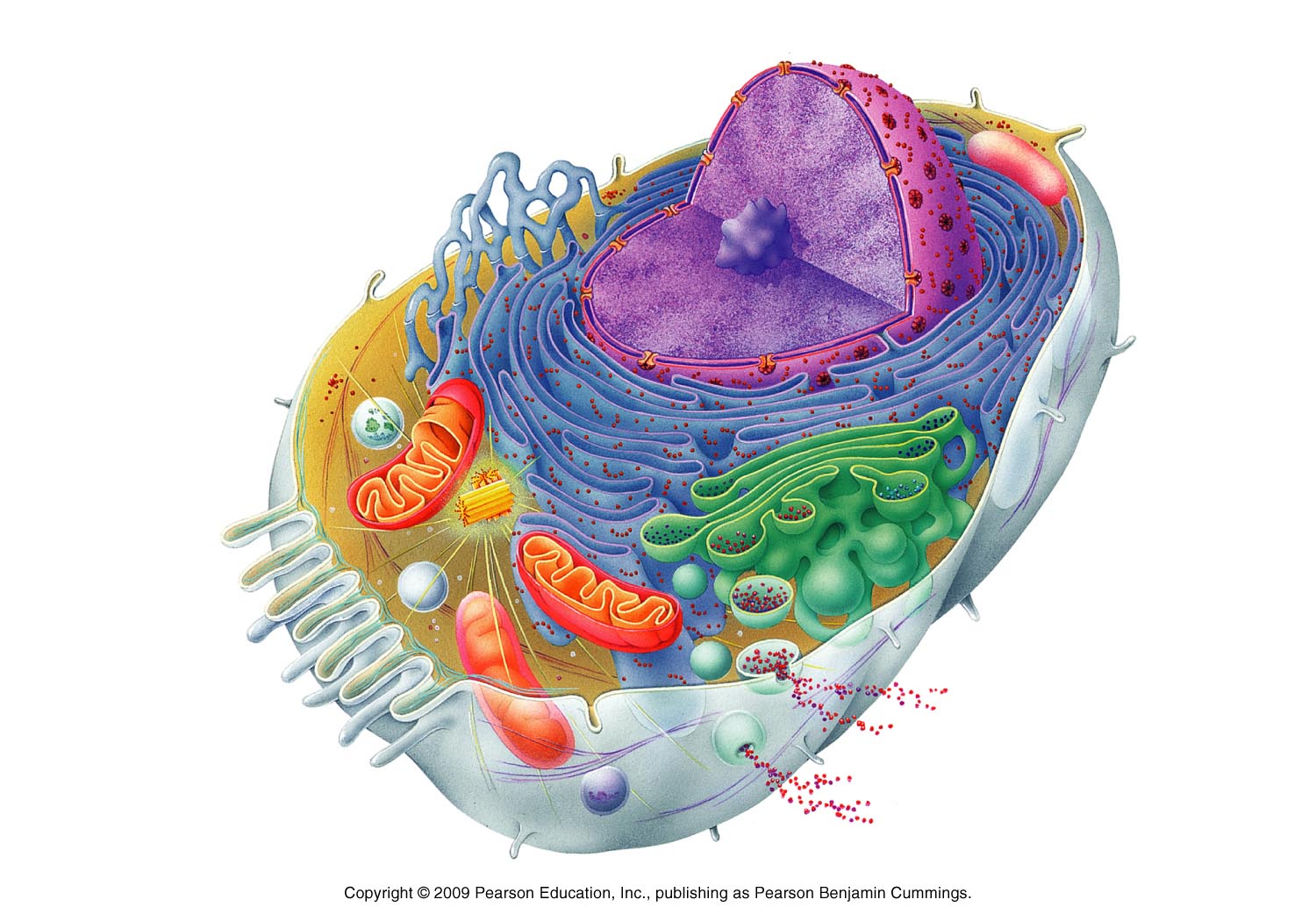 Bio cell. Состав человеческой клетки. Клетка элементарная Живая система. Строение органеллы. Эукариотическая клетка органоиды.