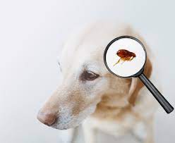 Parasitism is when one side is benefitted, but the other is not. For example, fleas and a dog. The fleas are being benefitted