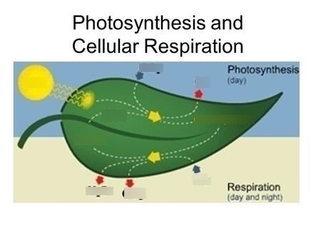 Cellular Respiration And Photosynthesis Mapa Mental