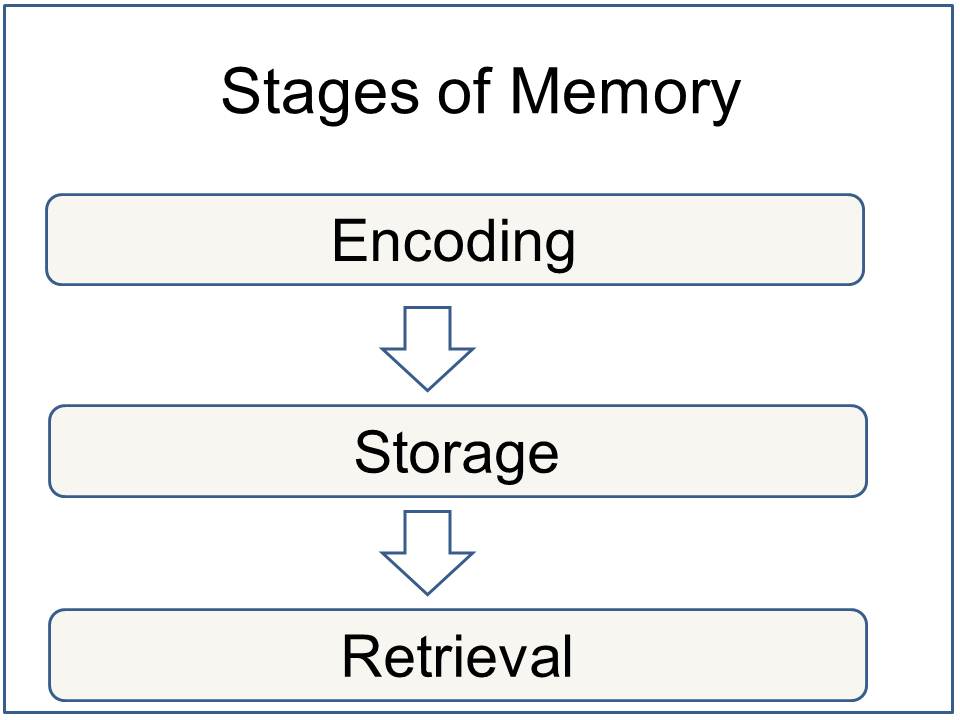 Memory am. Encoding of Memories. Encoding Types. Stages of Memory process. Memory Types of encoding.