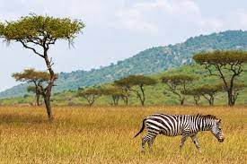 The grass lands are found in the US, Africa, Asia and South America. Gazillas and zebras also live in the grasslands. Grains 