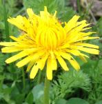 Taraxacum officinale
 (Dandelion)