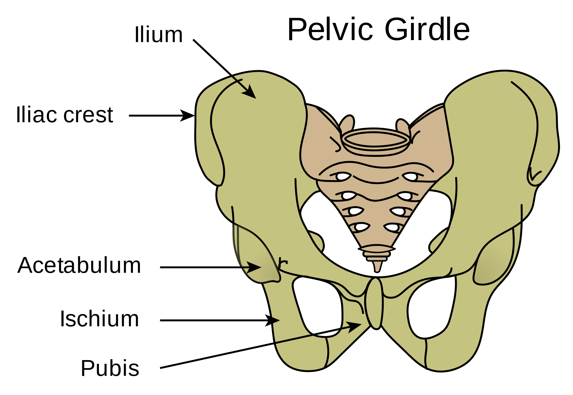 pelvic girdle