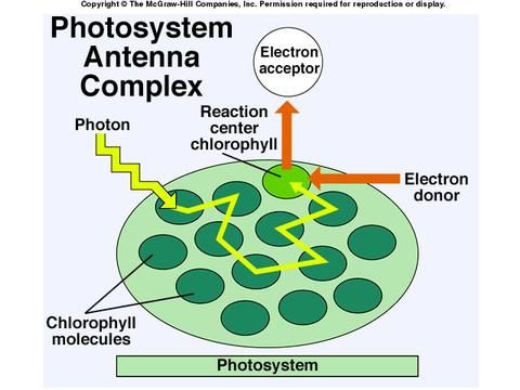 Antenna complex: chlorophyll molecules which collect/channel energy and allows energy ti go to reaction centre