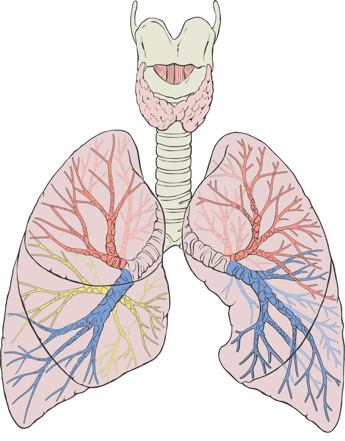 Lungs