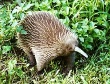 Representative Species:
- Echidna