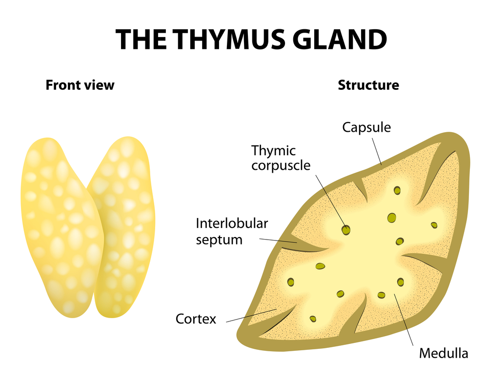 Thymus