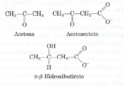 CUERPOS CETÓNICOS