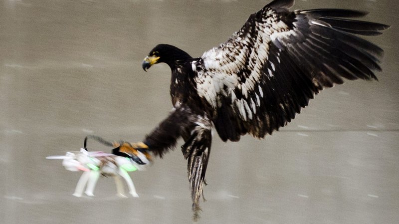 Aigle chasseur de drones