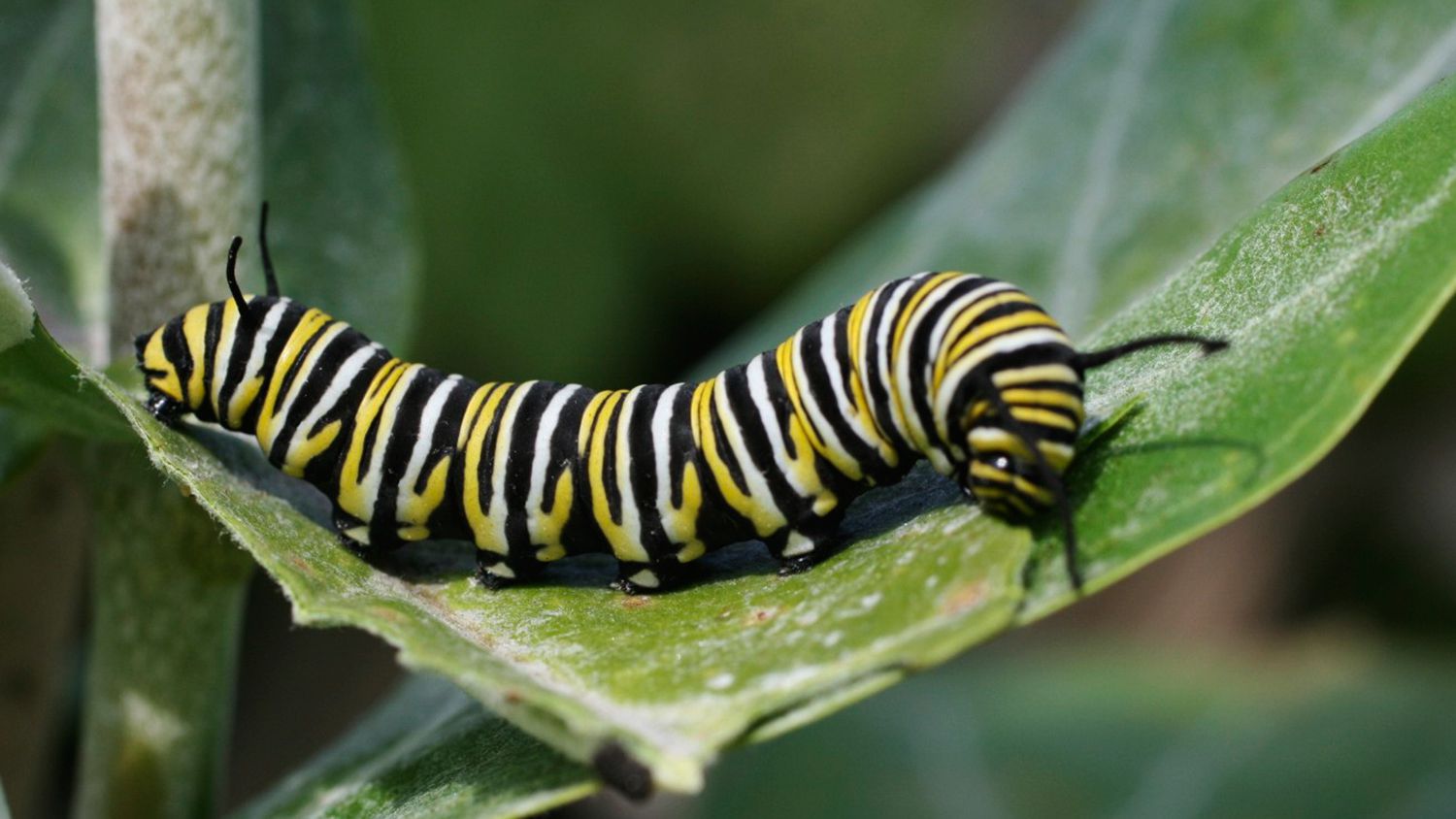 caterpillar