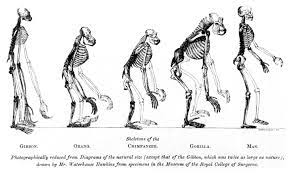 Anthropology
The study of what makes us human