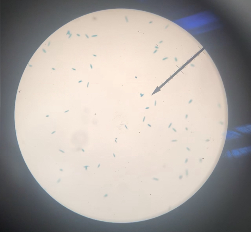 Euglena 100x