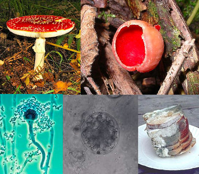 fungi wikipedia