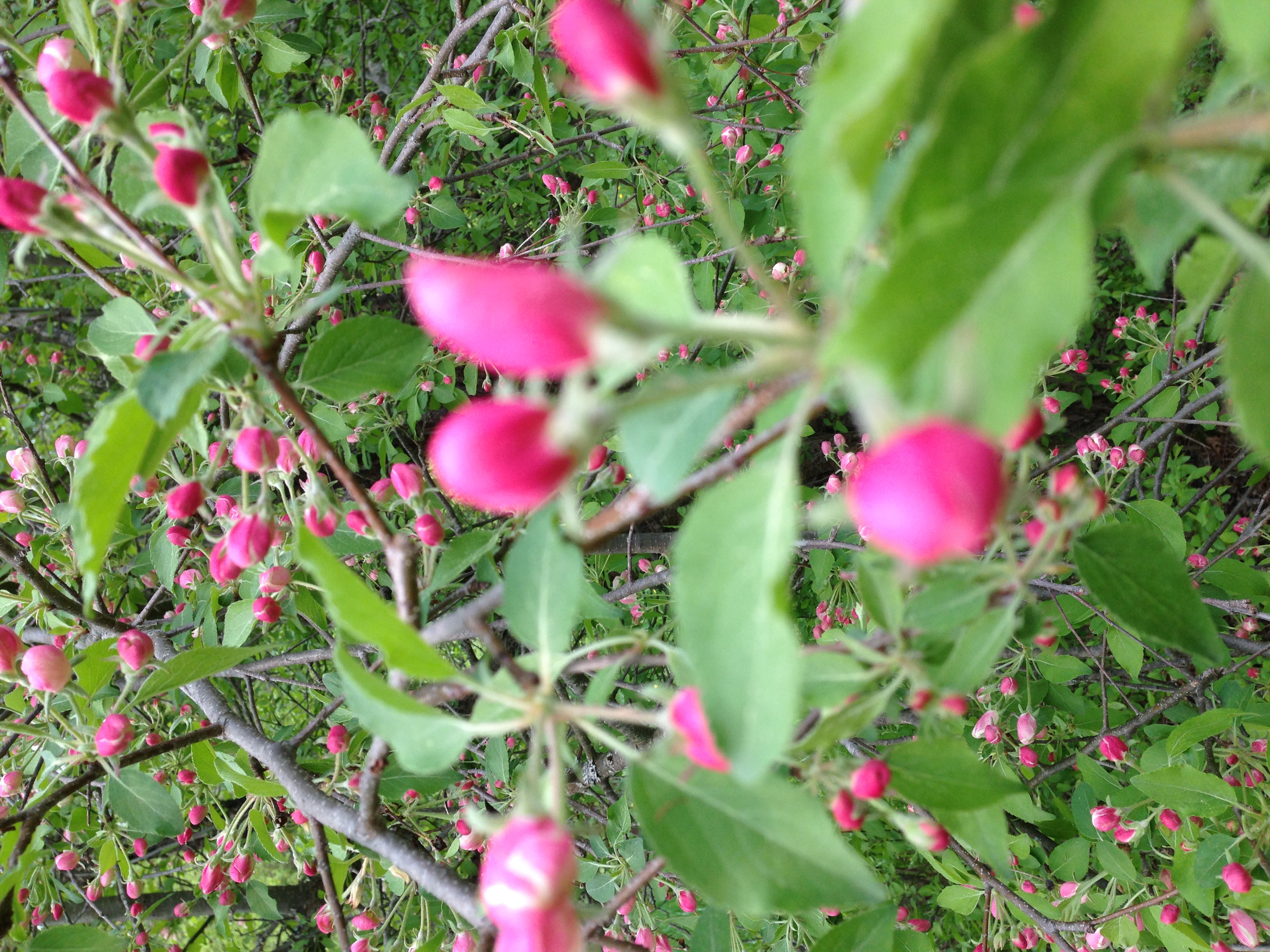 Malus sp. (wild apple)