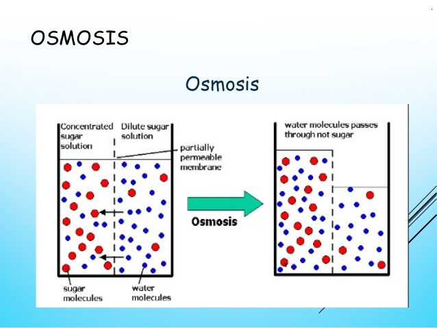 Movement of H2O across biological membranes