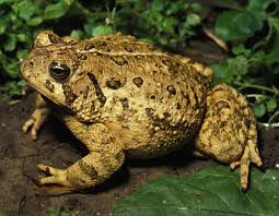 toad