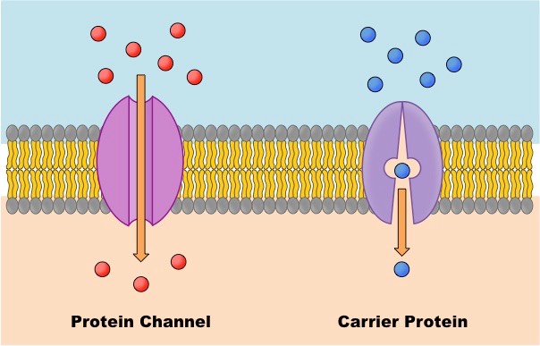 molecules move across the membrane 
with help of membrane proteins.