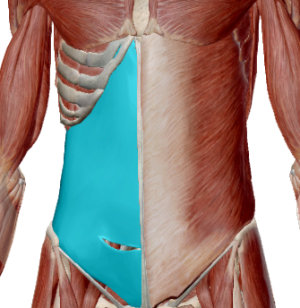 Transverso del abdomen