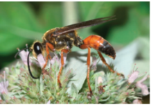 Wasp
(Figure 10)