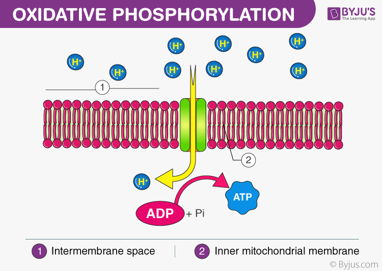 Cellular Respiration and ATP Production
- ATP generation in glycolysis, Krebs cycle, and electron transport chain
- Role of A