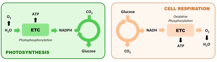 The processes