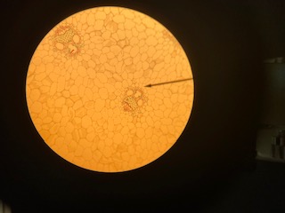 Monocot: Zea mays stem, 100x