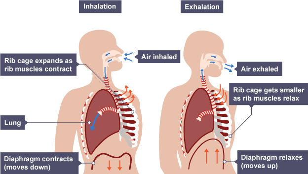 Shows inhaling vs exhaling