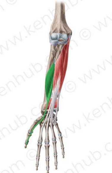 Flexor largo del pulgar