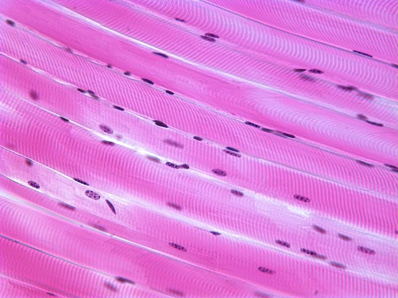 Skeletal Muscle