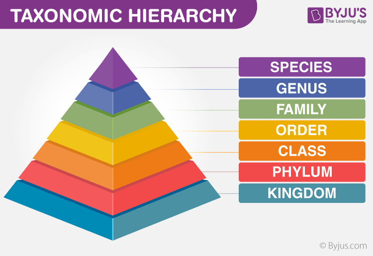 Taxonomy