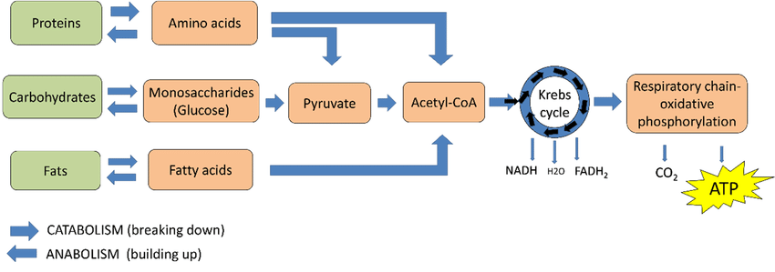 Cellular Metabolism
-Metabolic processes occurring within cells
-Production of energy for cellular activities