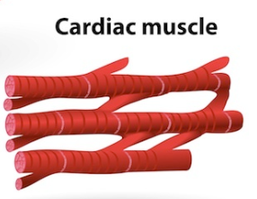 Cardiac Muscle