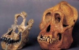 Paleoanthropology  
Study of bones and stone remains of our ancestors millions of years ago