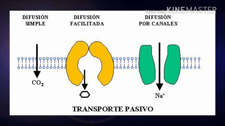 transporta moléculas pequeñas a favor del gradiente de concentración.