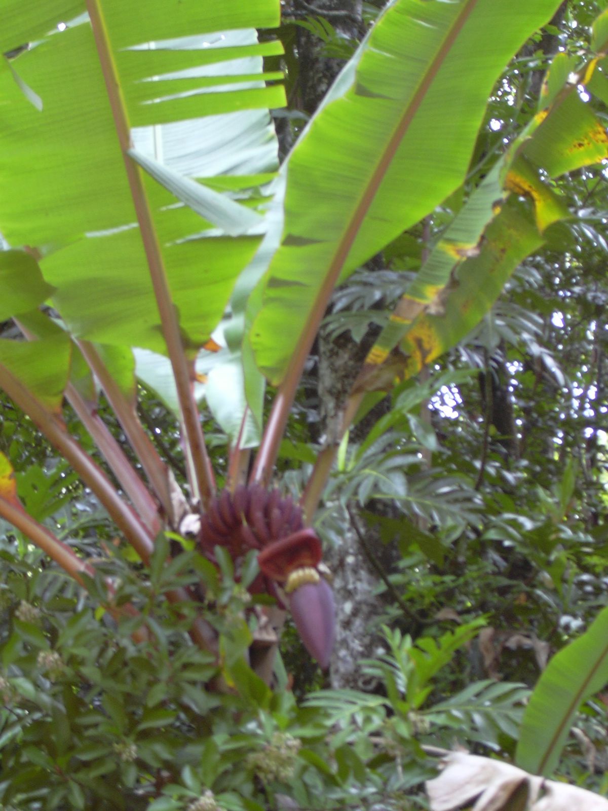 Tipo de planta: Herbáceas perennes con un pseudotallo formado por hojas superpuestas.
Hojas: Grandes y alargadas, a menudo co