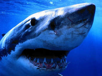 great white shark