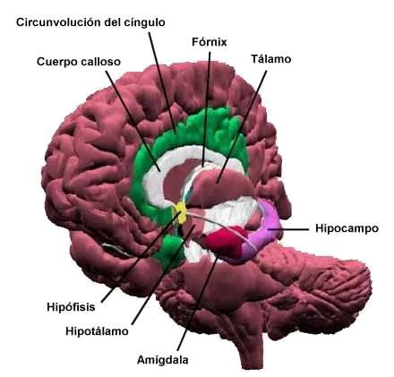 Hipocampo y amígdala