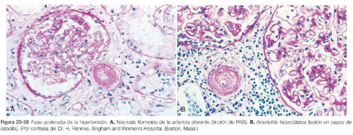 histología