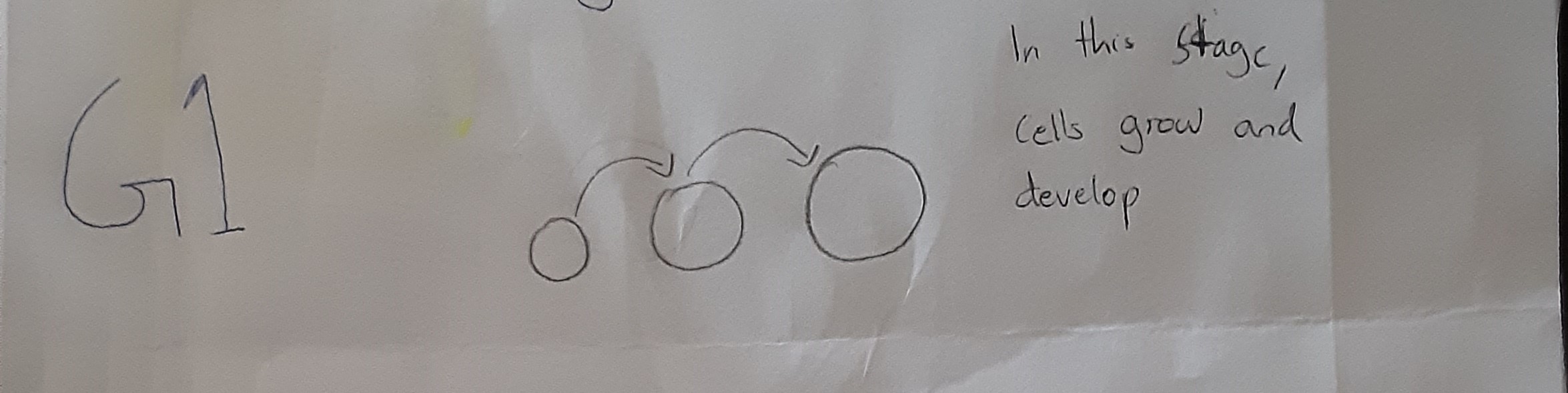 G1 (Gap 1)
Most cells spend their time in this sub stage as this is where the cell grow and develop