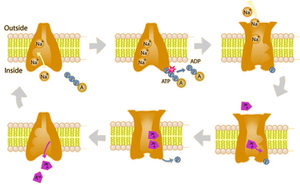 Sodium-Potassium Pump