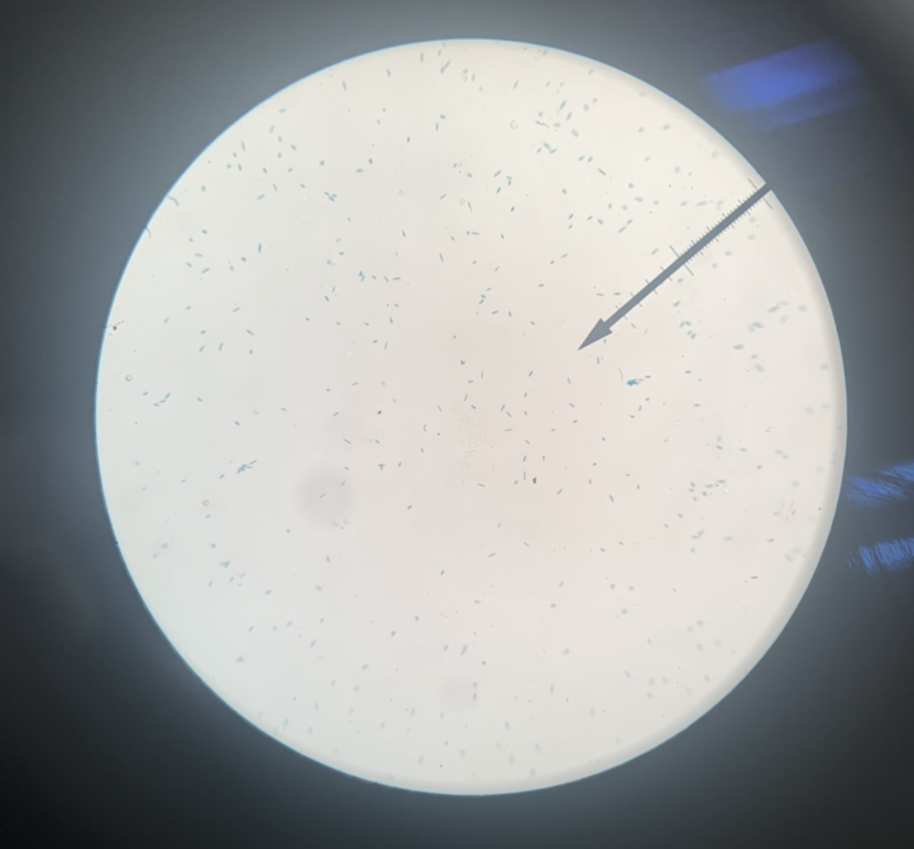 Euglena 40x