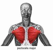 Pectorals Major