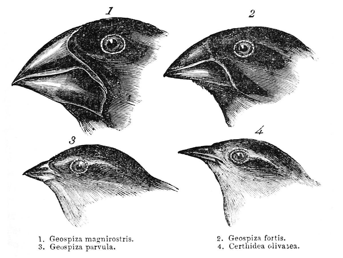 Darwin's Finches