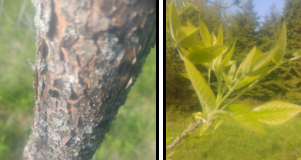 Fraxinus americana (White Ash)