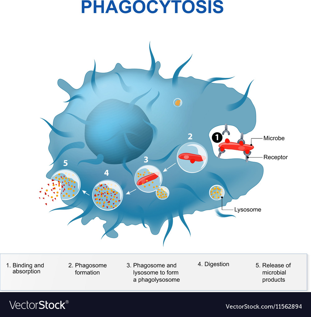 the ingestion of bacteria or other solid materials into the cell membrane