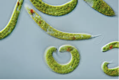 Ex. Euglena