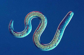 Representative Species:
- Roundworms