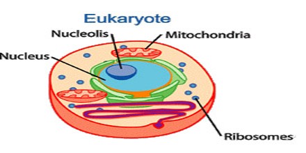 Used in all eukaryotes (autotrophs or heterotrophs)