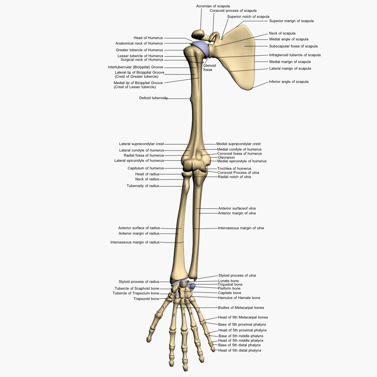 Radius 3d