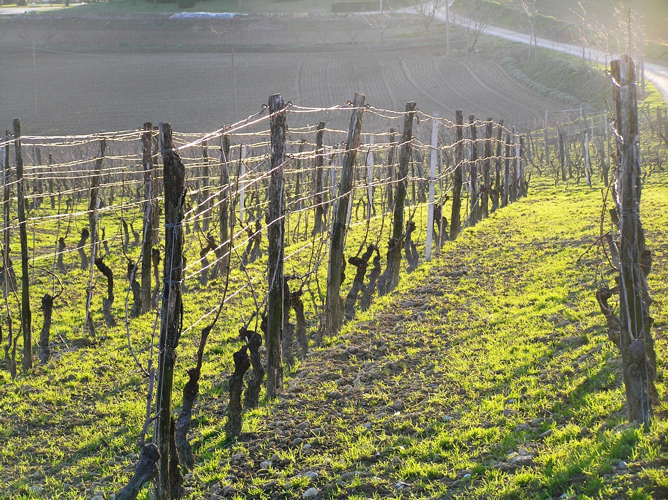 Langhe Roero Monferrato dal 2014 patrimonio dell'umanità UNESCO